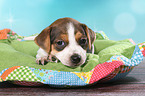 Dansk Svensk Gaardshund Puppy