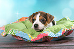 Dansk Svensk Gaardshund Puppy
