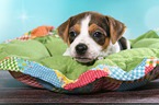 Dansk Svensk Gaardshund Puppy