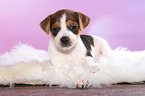 Dansk Svensk Gaardshund Puppy