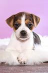 Dansk Svensk Gaardshund Puppy