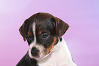 Dansk Svensk Gaardshund Puppy