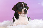 Dansk Svensk Gaardshund Puppy
