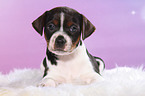 Dansk Svensk Gaardshund Puppy