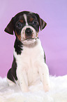 Dansk Svensk Gaardshund Puppy