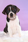 Dansk Svensk Gaardshund Puppy