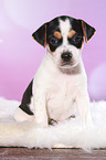 Dansk Svensk Gaardshund Puppy