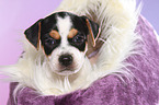 Dansk Svensk Gaardshund Puppy