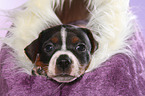 Dansk Svensk Gaardshund Puppy