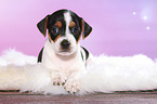 Dansk Svensk Gaardshund Puppy