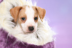 Dansk Svensk Gaardshund Puppy