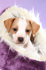 Dansk Svensk Gaardshund Puppy