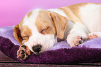 Dansk Svensk Gaardshund Puppy
