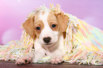 Dansk Svensk Gaardshund Puppy