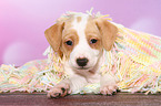 Dansk Svensk Gaardshund Puppy