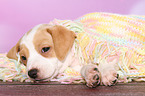 Dansk Svensk Gaardshund Puppy