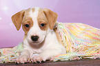 Dansk Svensk Gaardshund Puppy