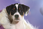 Dansk Svensk Gaardshund Puppy