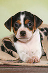 Dansk Svensk Gaardshund Puppy