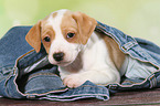 Dansk Svensk Gaardshund Puppy