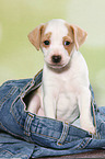 Dansk Svensk Gaardshund Puppy