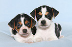 Dansk Svensk Gaardshund Puppies