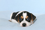 Dansk Svensk Gaardshund Puppy