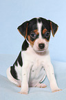 Dansk Svensk Gaardshund Puppy