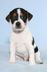 Dansk Svensk Gaardshund Puppy