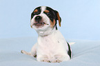 Dansk Svensk Gaardshund Puppy