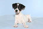Dansk Svensk Gaardshund Puppy