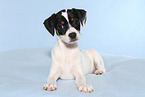 Dansk Svensk Gaardshund Puppy