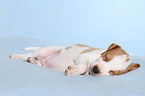 Dansk Svensk Gaardshund Puppy