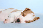 Dansk Svensk Gaardshund Puppy
