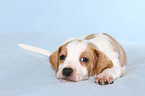 Dansk Svensk Gaardshund Puppy