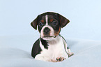 Dansk Svensk Gaardshund Puppy