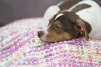 Dansk Svensk Gaardshund Puppy