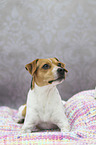 lying Dansk Svensk Gaardshund