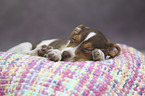Dansk Svensk Gaardshund Puppy
