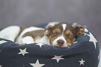 Dansk Svensk Gaardshund Puppy