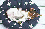Dansk Svensk Gaardshund Puppy