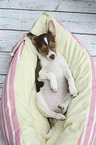 Dansk Svensk Gaardshund Puppy