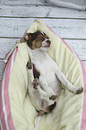 Dansk Svensk Gaardshund Puppy