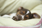 Dansk Svensk Gaardshund Puppy