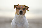 Dansk Svensk Gaardshund Portrait