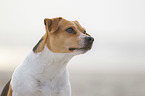 Dansk Svensk Gaardshund Portrait