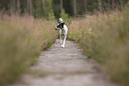 Dansk Svensk Gaardshund