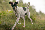 Dansk Svensk Gaardshund