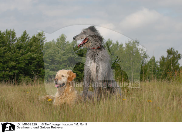 Deerhound und Golden Retriever / Deerhound und Golden Retriever / MR-02329
