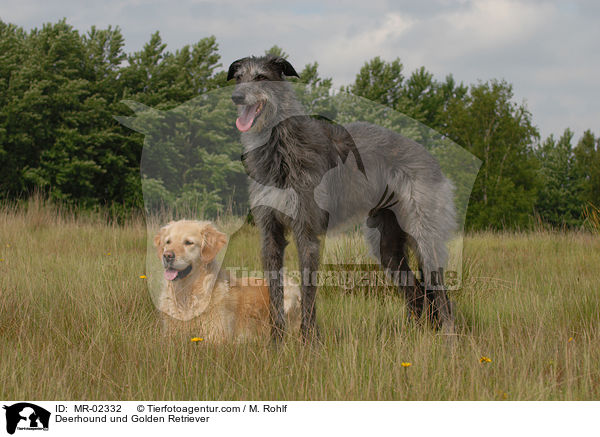 Deerhound und Golden Retriever / Deerhound und Golden Retriever / MR-02332